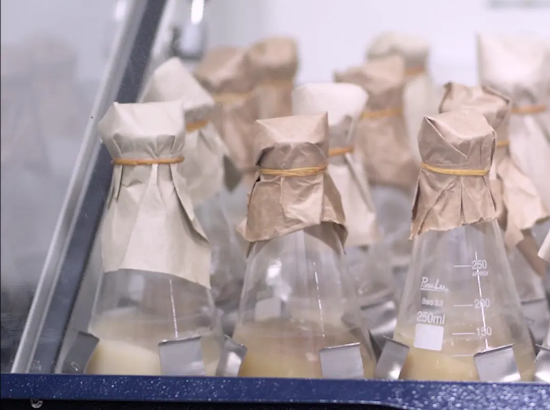 Cultivos microbianos en matraces