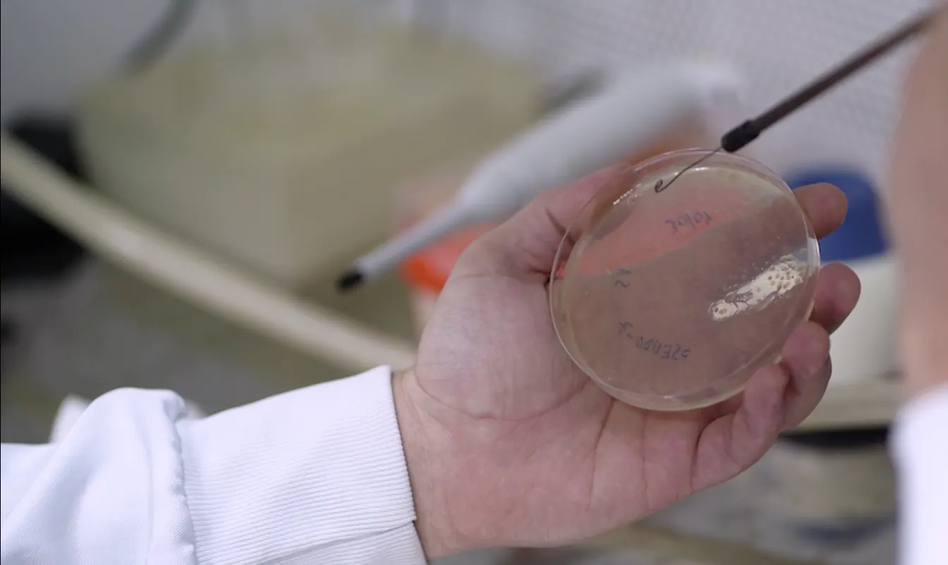 Siembra de microorganismos en placa de Petri