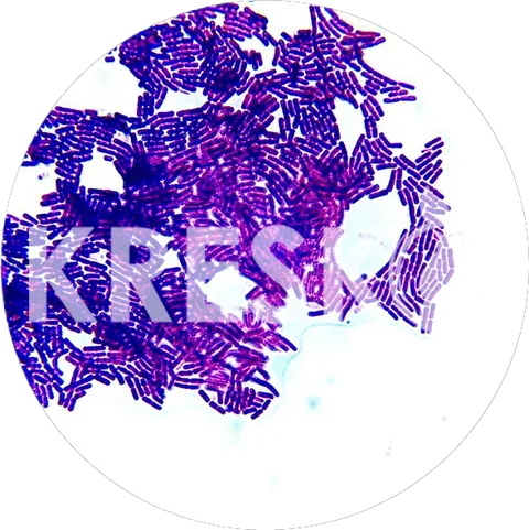 Bacillus aryabhattai al microscopio