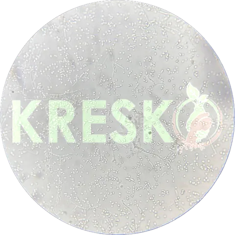 Metarhizium anisopliae al microscopio