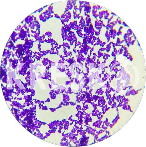 Bacillus velezensis al microscopio