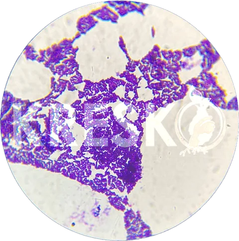Bacillus amyloliquefaciens al microscopio