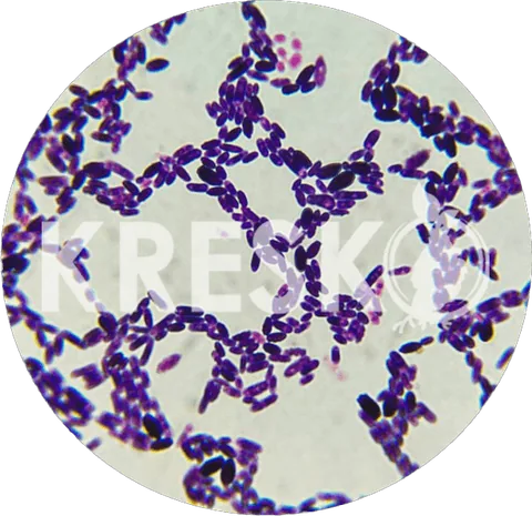 Bacillus bajo el microscopio