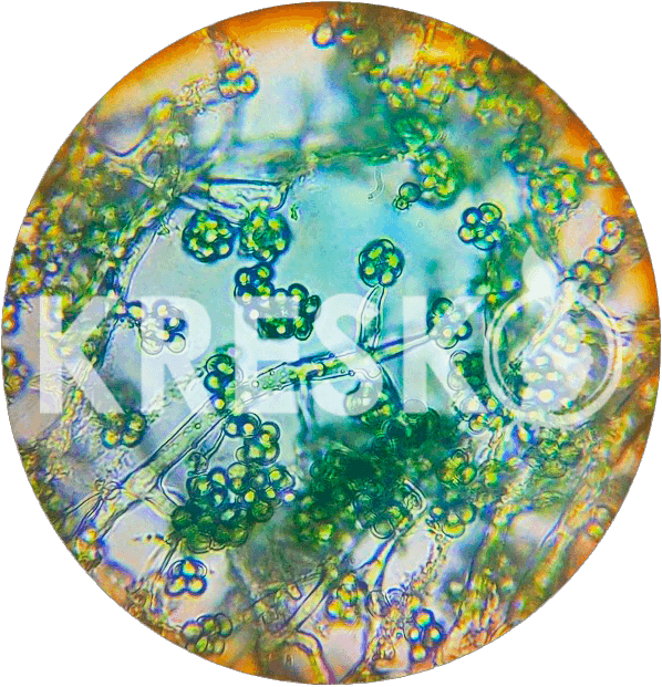Trichoderma harzianum